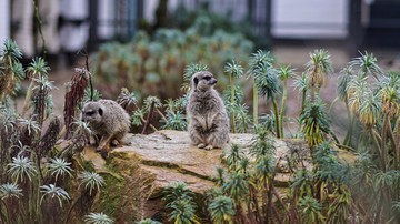 Viral Pernikahan dengan Hadiah Sultan: 100 Musang Luwak hingga Emas Rp 1,2 M
