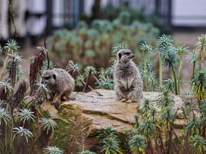Viral Pernikahan dengan Hadiah Sultan: 100 Musang Luwak hingga Emas Rp 1,2 M Viral Pernikahan dengan Hadiah Sultan: 100 Musang Luwak hingga Emas Rp 1,2 M