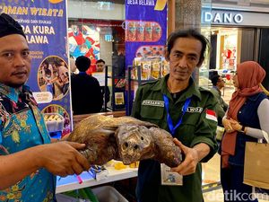 Bulus Si Penghuni Desa Belawa Bertandang ke Kota Bulus Si Penghuni Desa Belawa Bertandang ke Kota