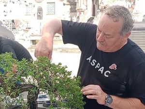 Pakar-pakar Bonsai Internasional Hadir di Ajang Aspac Gianyar Pakar-pakar Bonsai Internasional Hadir di Ajang Aspac Gianyar