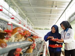 PNM Bagikan 240 Ayam Petelur ke Nasabah untuk Dukung Ketahanan Pangan