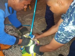 Damkar PALI Evakuasi Ular Kobra di Kompleks Perumahan