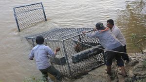 Usai Serang Warga, Buaya Liar Diburu di Aceh Barat