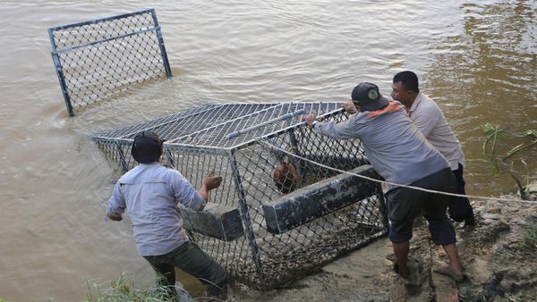 Usai Serang Warga, Buaya Liar Diburu di Aceh Barat