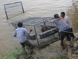 Usai Serang Warga, Buaya Liar Diburu di Aceh Barat Usai Serang Warga, Buaya Liar Diburu di Aceh Barat