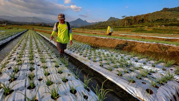 Inovasi Petani di Malang Lawan Gulma dan Hama dengan Plastik Mulsa