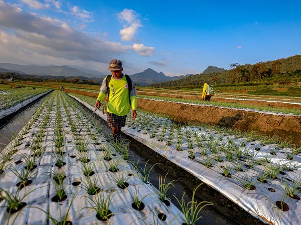 Inovasi Petani di Malang Lawan Gulma dan Hama dengan Plastik Mulsa