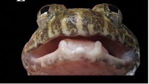 Melihat Lebih Dekat Katak Bertaring, Spesies Baru Ditemukan di Kalimantan
