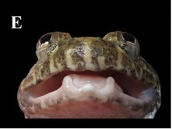 Misteri Katak Bertaring di Kalimantan: Benarkah Ada Spesies yang Masih Tersembunyi?