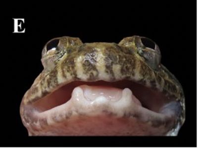 Melihat Lebih Dekat Katak Bertaring, Spesies Baru Ditemukan di Kalimantan