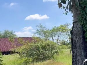 Viral SMPN 2 Praya Barat Tak Terawat hingga Dipenuhi Semak-semak