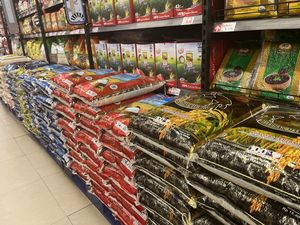 Beras Medium-Premium Akan Dihapus, Pengamat Sebut Konsumen Rentan Dirugikan Beras Medium-Premium Akan Dihapus, Pengamat Sebut Konsumen Rentan Dirugikan
