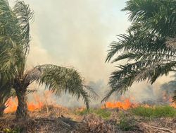 Karhutla di Rohil Meluas, Angin Kencang-Akses Jadi Kendala Pemadaman