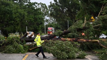 Pohon-pohon Tumbang Diterjang Topan Wipha di China