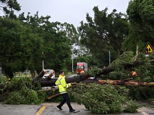 Pohon-pohon Tumbang Diterjang Topan Wipha di China