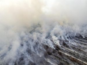 70 Hektare Lahan Gambut di Muaro Jambi Terbakar