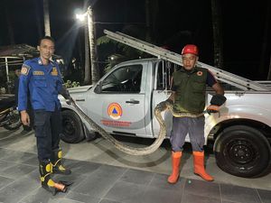 Ular Sanca 3 Meter Tepergok di Kandang Ayam Warga Kulon Progo Ular Sanca 3 Meter Tepergok di Kandang Ayam Warga Kulon Progo
