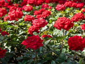 10 Tanaman Harum untuk Menyegarkan Rumah Secara Alami