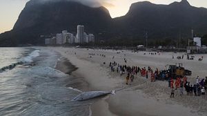 Pantai di Rio Brasil Ditutup Gegara Ada Paus Bungkuk Terdampar