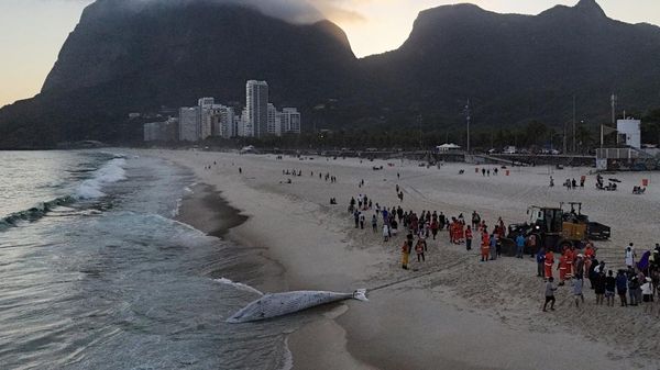 Pantai di Rio Brasil Ditutup Gegara Ada Paus Bungkuk Terdampar