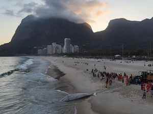 Pantai di Rio Brasil Ditutup Gegara Ada Paus Bungkuk Terdampar Pantai di Rio Brasil Ditutup Gegara Ada Paus Bungkuk Terdampar