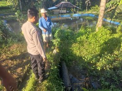 Pria Tua Ditemukan Tewas Tersungkur di Sawah Lombok Tengah