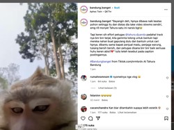 Viral Monyet di Tahura Bandung Ambil Ponsel Pengunjung buat Nge-vlog