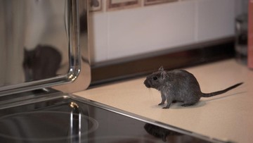 Bukan Cuma Sampah, 4 Hal Ini Ternyata Bikin Tikus Betah di Rumah