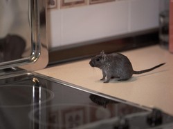 5 Alasan Kenapa Tikus Wajib Diusir dari Rumah!