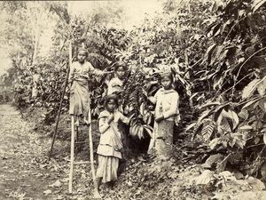 Perjalanan Kopi Kuningan ke Eropa, Berawal dari Tanam Paksa Perjalanan Kopi Kuningan ke Eropa, Berawal dari Tanam Paksa