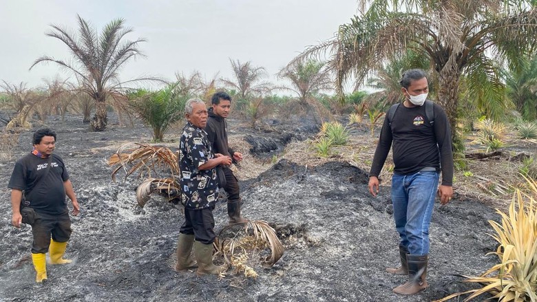 Polisi Tangkap Pembakar 10 Hektare Lahan di Bengkalis Riau