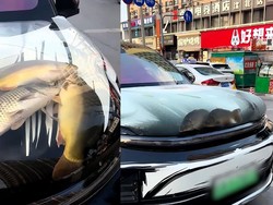 Pria Ini Dikecam Usai Taruh Ikan dan Kepiting Hidup di Kap Mobil