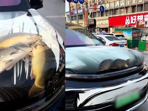 Pria Ini Dikecam Usai Taruh Ikan dan Kepiting Hidup di Kap Mobil Pria Ini Dikecam Usai Taruh Ikan dan Kepiting Hidup di Kap Mobil