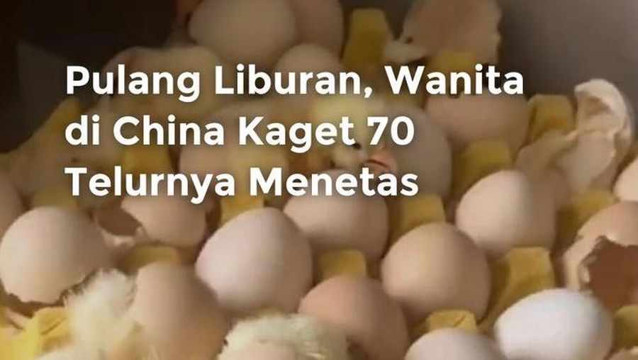 Video: Pulang Liburan, Wanita di China Kaget 70 Telur Ayamnya Menetas