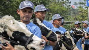 Sapi Perah Jadi Primadona di Kontes Peternakan Bandung Barat