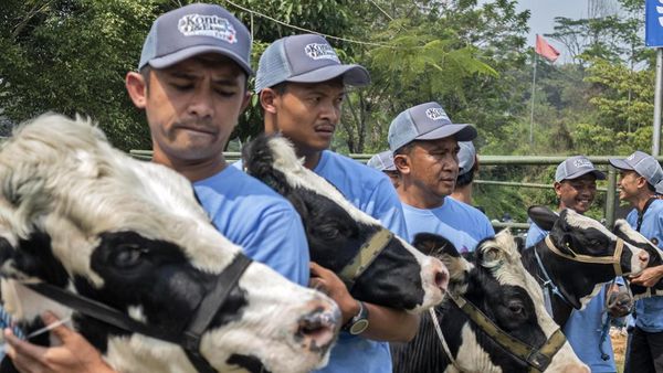 Sapi Perah Jadi Primadona di Kontes Peternakan Bandung Barat