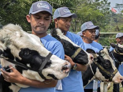 Sapi Perah Jadi Primadona di Kontes Peternakan Bandung Barat
