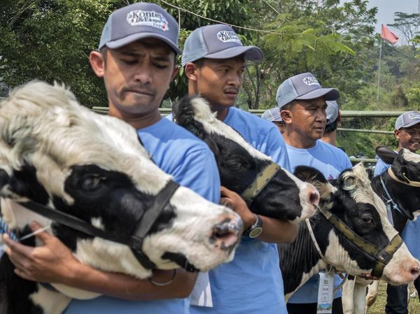 Sapi Perah Jadi Primadona di Kontes Peternakan Bandung Barat
