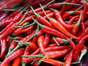 Harga Cabai Merah di Sumut Mulai Naik, Tertinggi di Nias Rp 65 Ribu/Kg Harga Cabai Merah di Sumut Mulai Naik, Tertinggi di Nias Rp 65 Ribu/Kg