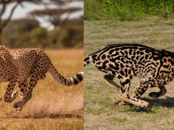 Daftar 10 Hewan Tercepat di Dunia, Ada yang Lebih Kencang dari Citah