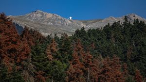 Hutan Fir di Yunani Terancam Punah Akibat Kekeringan dan Hama