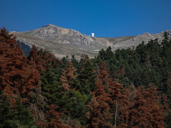 Hutan Fir di Yunani Terancam Punah Akibat Kekeringan dan Hama