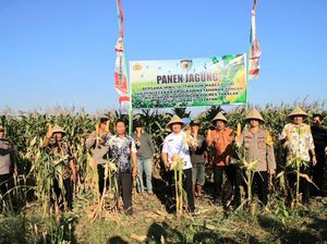 Irwil III Itwasum Polri Panen Jagung di Takalar, Dukung Ketahanan Pangan 2025 Irwil III Itwasum Polri Panen Jagung di Takalar, Dukung Ketahanan Pangan 2025