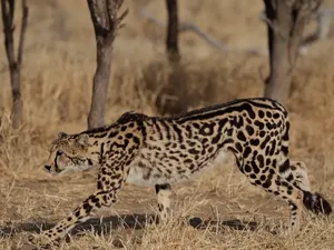 King Cheetah: Sungguhan Ada atau Hewan Mitologi? King Cheetah: Sungguhan Ada atau Hewan Mitologi?