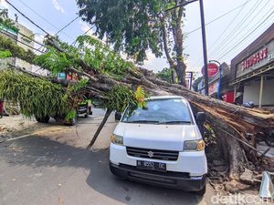 Penyok! Mobil Tertimpa Pohon Angsana di Ngesrep Semarang Penyok! Mobil Tertimpa Pohon Angsana di Ngesrep Semarang
