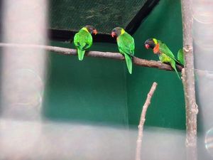 40 Perkici Dada Merah Dipulangkan dari Inggris ke Bali