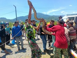 Ular Piton 6 Meter Ditemukan di Selokan PAUD Aceh Besar