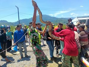Ular Piton 6 Meter Ditemukan di Selokan PAUD Aceh Besar Ular Piton 6 Meter Ditemukan di Selokan PAUD Aceh Besar
