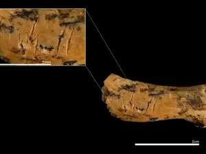 Tulang Leher Purba, Bukti Ngeri Manusia Kanibal Makan Balita