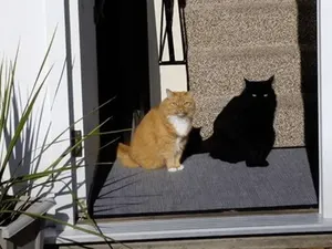 Tanpa Efek atau Editan, Foto Ini Bikin Kamu Melihat Dua Kali